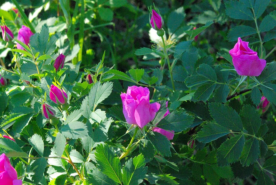 teton wild roses, flowers, wyoming, blossoms, pink, green, nature, HD wallpaper