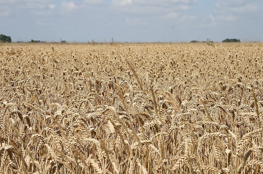cornfield, wheat, agriculture, cereals, grain, ear, food, wheat grains HD wallpaper