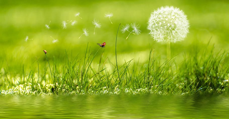 White Dandelion, background image, beautiful, blur, bright, delicate