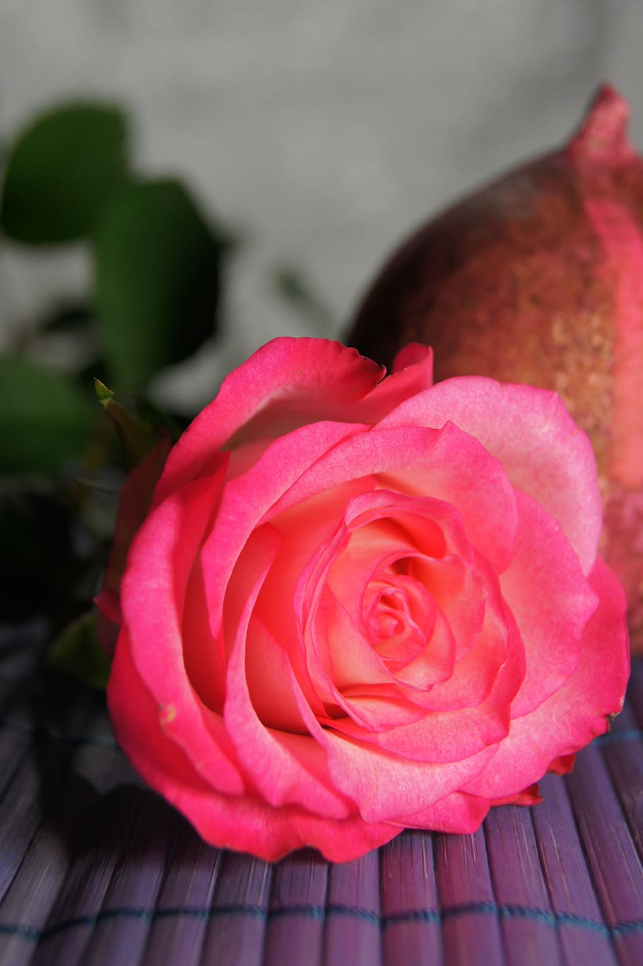 map, nature, pink, greeting, flower, flowering plant, beauty in nature HD wallpaper