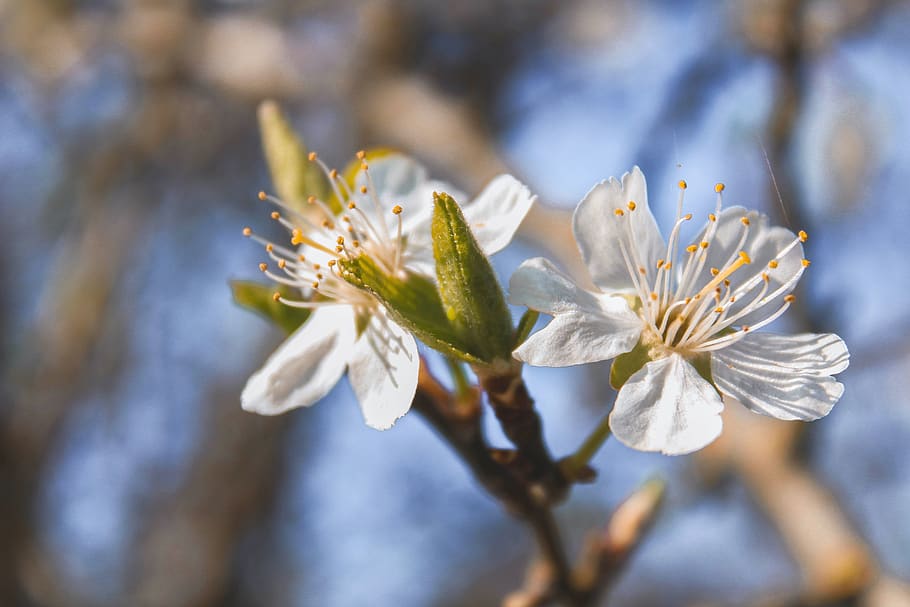 branch, sky, white, nature, tree, flowers, trees, plant, flowering plant HD wallpaper