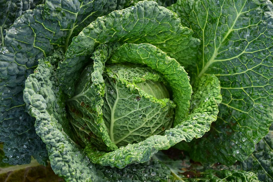 Focus Photography of Green Cabbage, close-up, eat, edible, farm HD wallpaper