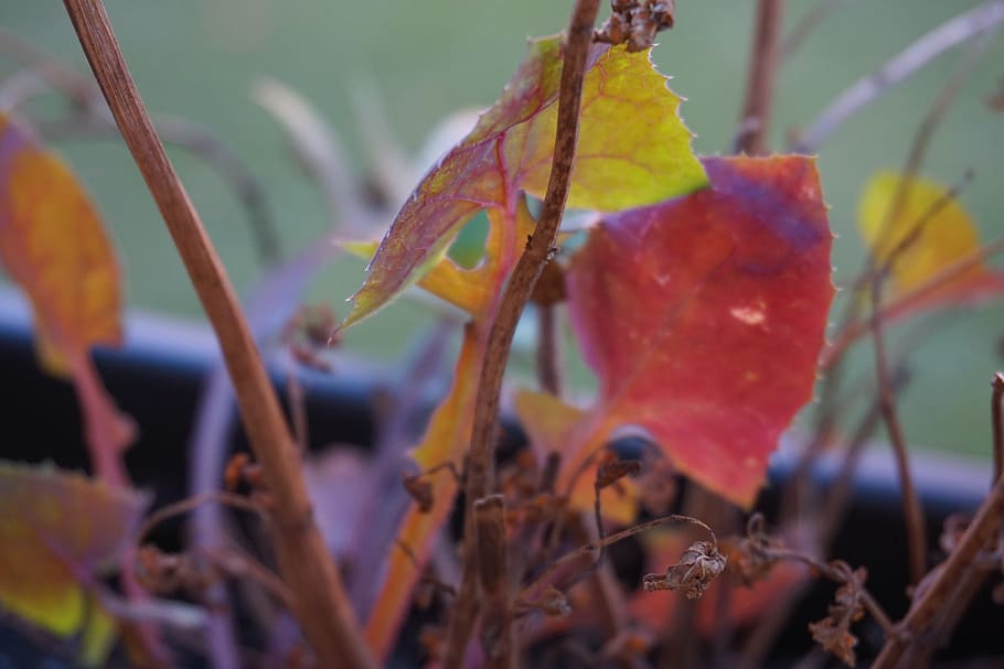 leaf, pink, macro, autumn, plant part, close-up, growth, beauty in nature HD wallpaper
