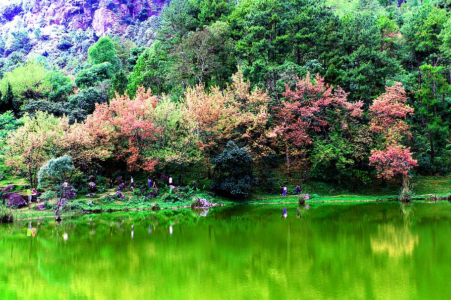Green Grassy Field Landscape Photography, Asian, background, beautiful HD wallpaper