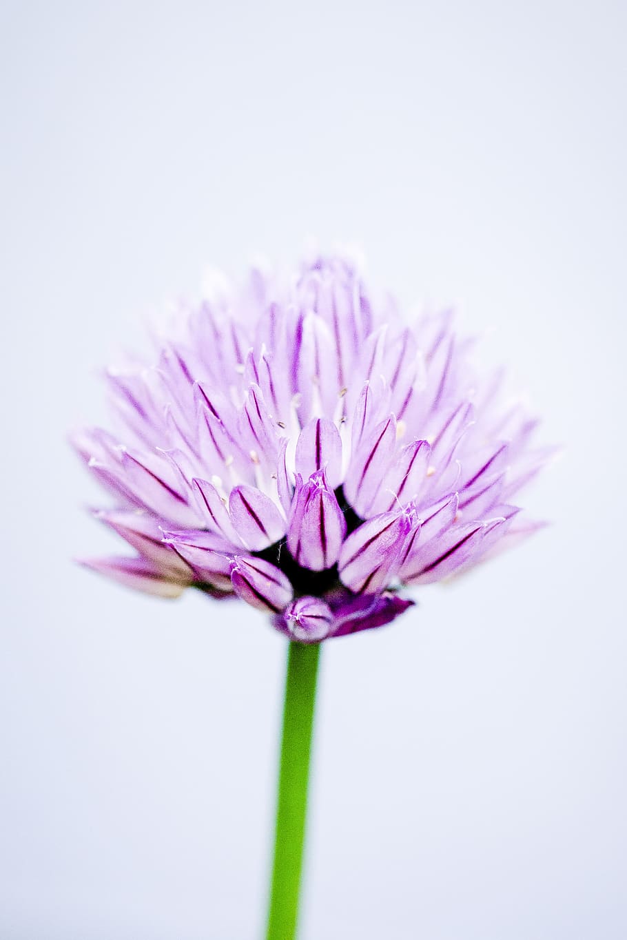 Close-Up Photography Of Pink Allium, bloom, blossom, flora, flower HD wallpaper
