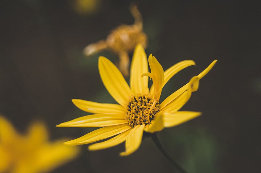 Yellow Diasy Flower, bokeh, flora, focus, nature, summer, yellow flower HD wallpaper