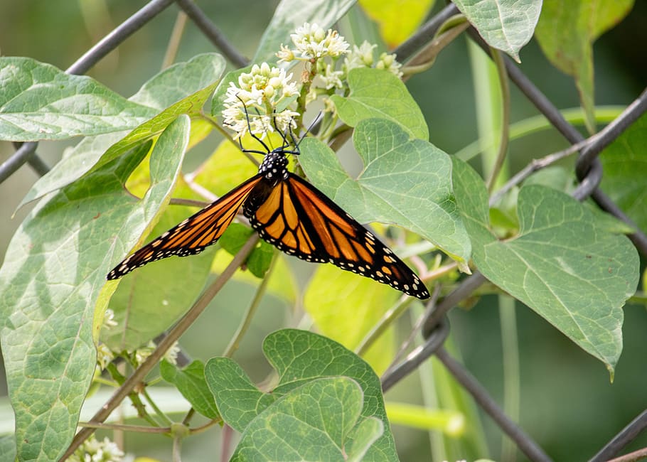 butterfly, insect, nature, wings, flower, colorful, butterflies HD wallpaper