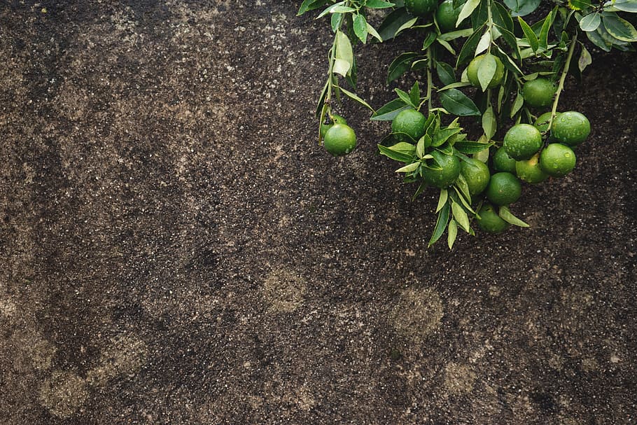 green fruit, sardinia, italy, plant, flora, citrus fruit, produce HD wallpaper