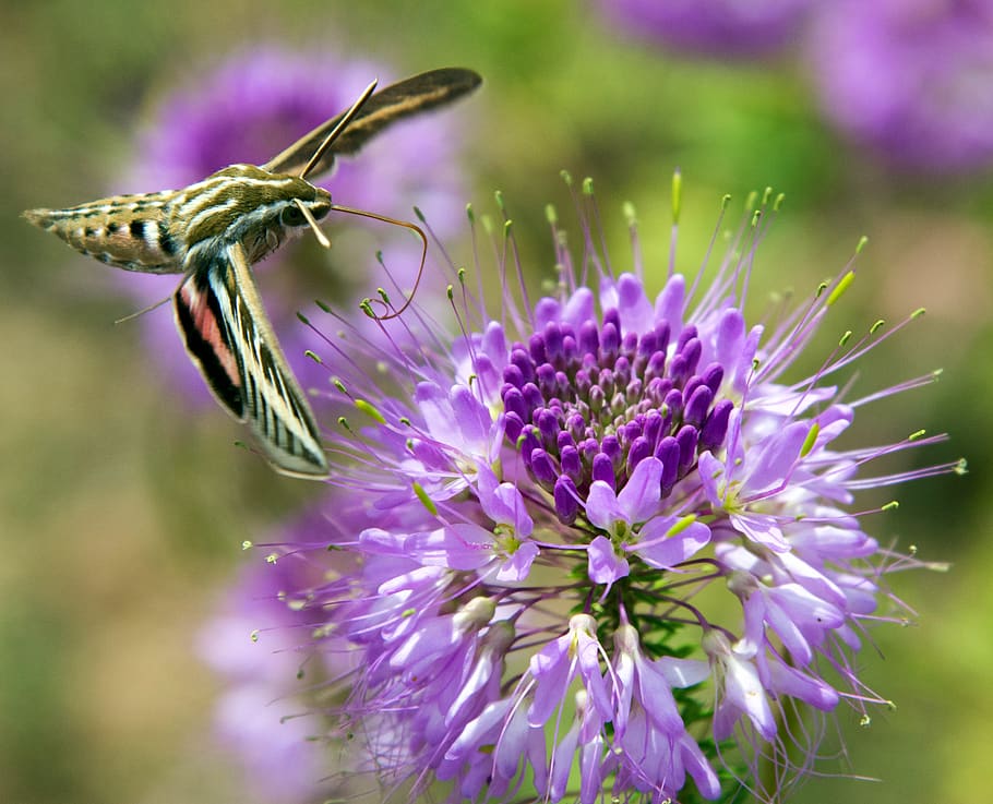 flower, moth, white lined sphinx moth, flowering plant, purple HD wallpaper