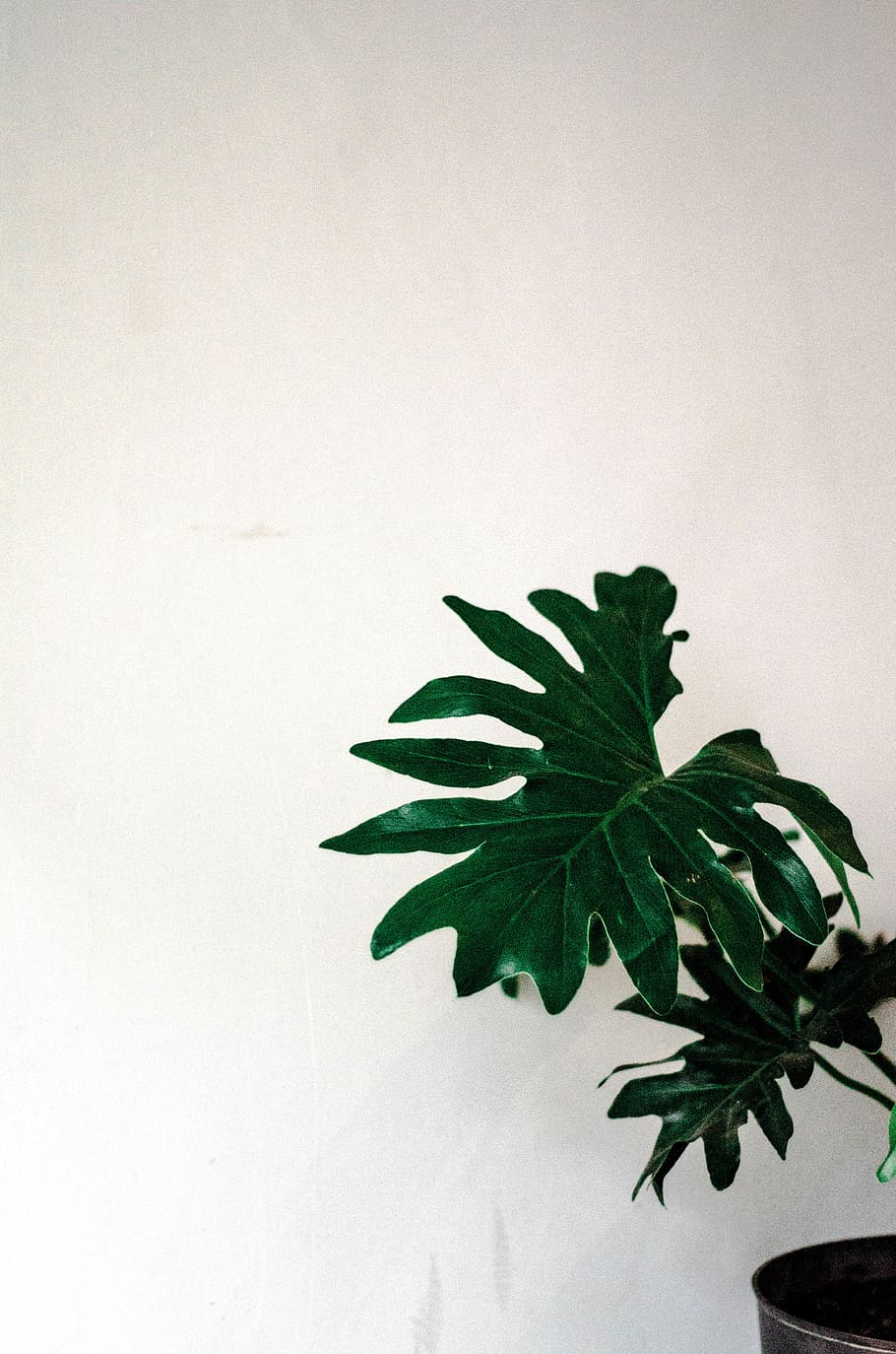 trees, wall, table, accesories, cafe, coffee, clover, photo HD wallpaper