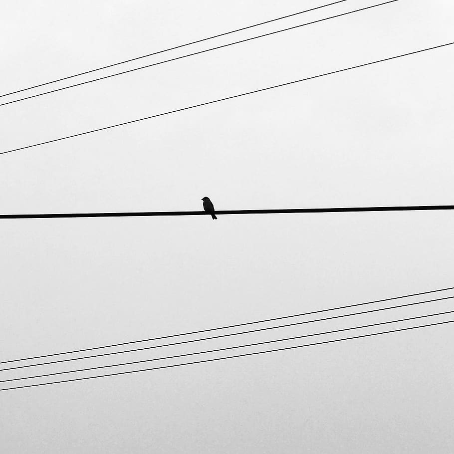 china, suzhou, cable, bird, animal themes, connection, vertebrate HD wallpaper