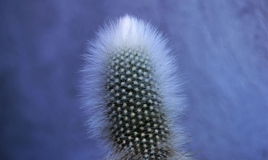 cactus, green, prickly, white thorns, summer, nature, outdoor HD wallpaper