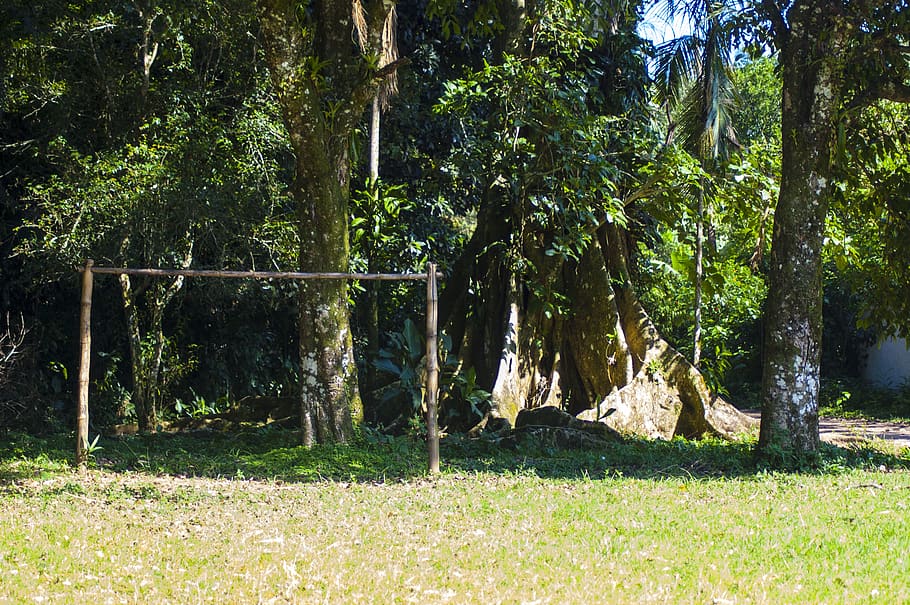 brazil, peruíbe, forest, trees, nature, football, goal, trunk HD wallpaper