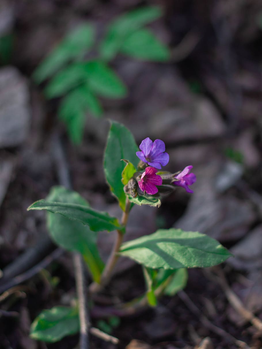 lungwort, flower, spring, purple, plant, growth, beauty in nature HD wallpaper