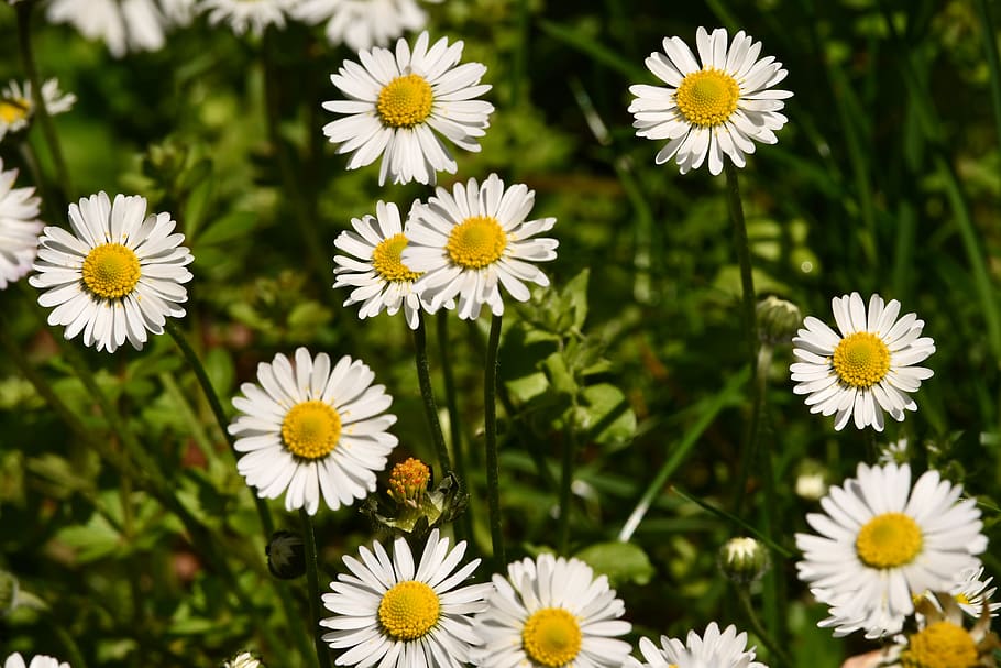 flowers, daisies, prato, spring, nature, flowering plant, freshness HD wallpaper