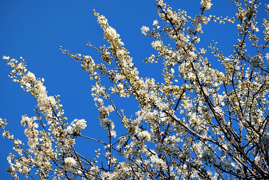 spring, tree blossoms, white flowers, blossom branches, bloom HD wallpaper