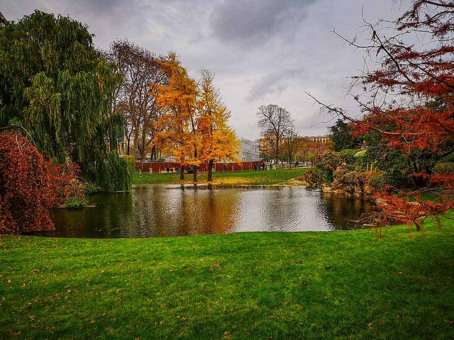 plant, grass, tree, water, nature, outdoors, pond, abies, fir HD wallpaper