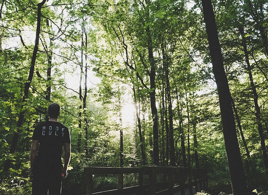 Man Standing on Forest Trees Near Small Bridge, backlit, dawn HD wallpaper