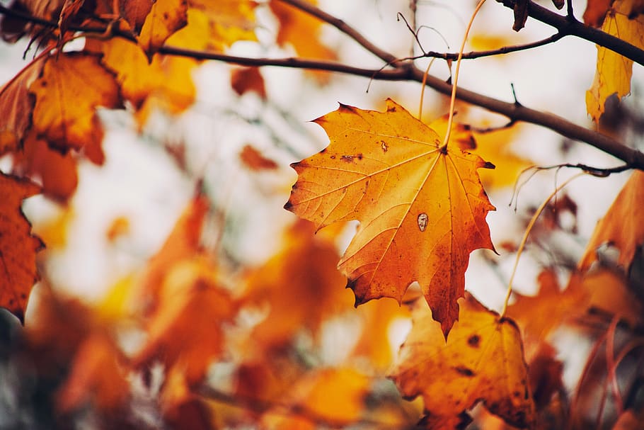fall, orange, nature, autumn, leafs, plant part, change, orange color HD wallpaper