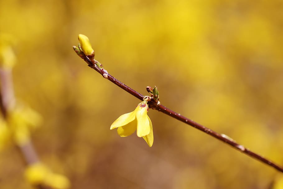 forsythia, spring, yellow, flowers, nature, garden, plants HD wallpaper