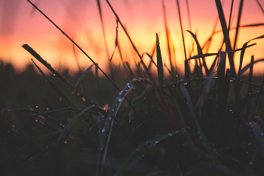 Grass With Water Drops during Sunset, blur, close-up, dawn, dewdrops HD wallpaper