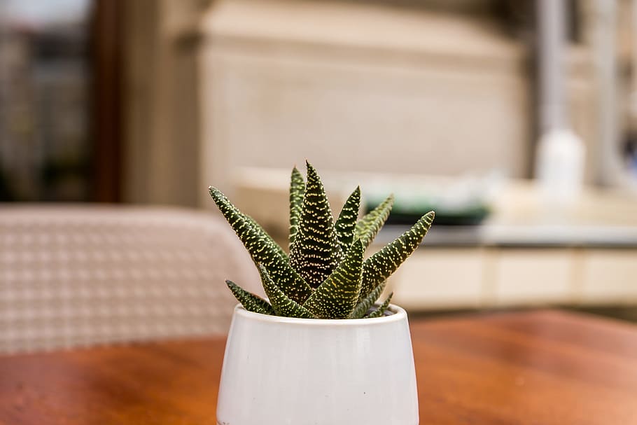 Green Aloe Vera on White Ceramic Vase, blurred background, cactus HD wallpaper