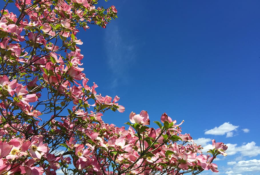 dogwood, blossoms, spring, sky, pink, blue, bloom, nature, petals HD wallpaper