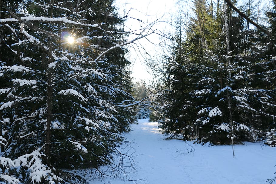 winter, winter forest, frost, wintry, snow, nature, winter mood HD wallpaper