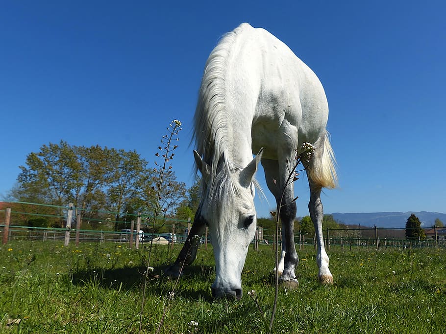 thoroughbred, arabic, white, browse, nature, pre, animal, equine HD wallpaper