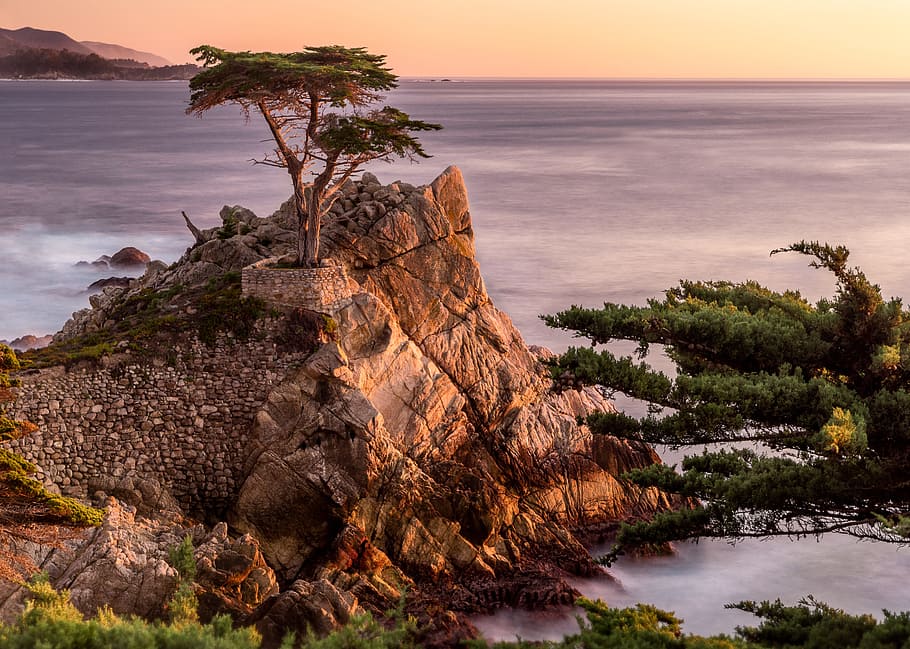 tree on top of gray rocky mountain near body of water, cliff HD wallpaper