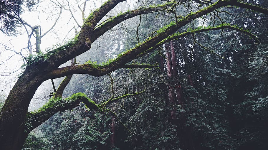 forest, tree, miur, woods, rivendale, nature, limbs, moss, plant HD wallpaper