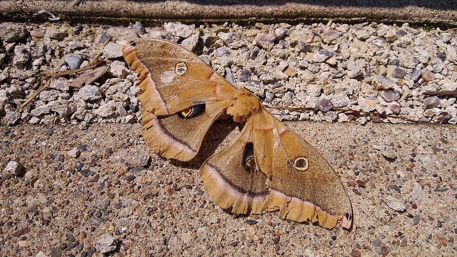 moth, insect, nature, bug, wildlife, biology, wing, animal themes HD wallpaper