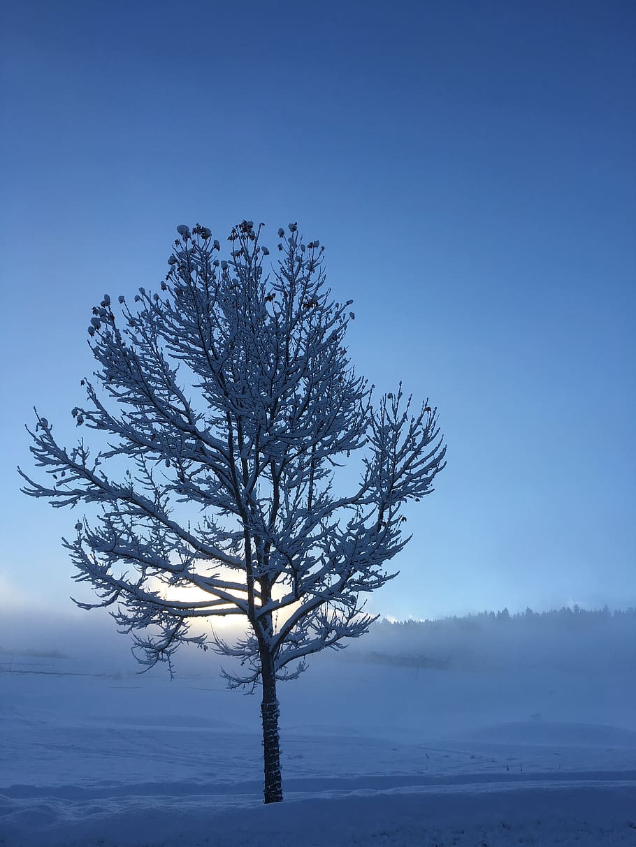 Bare Tree Coated With Snow, branches, cold, dawn, environment HD wallpaper