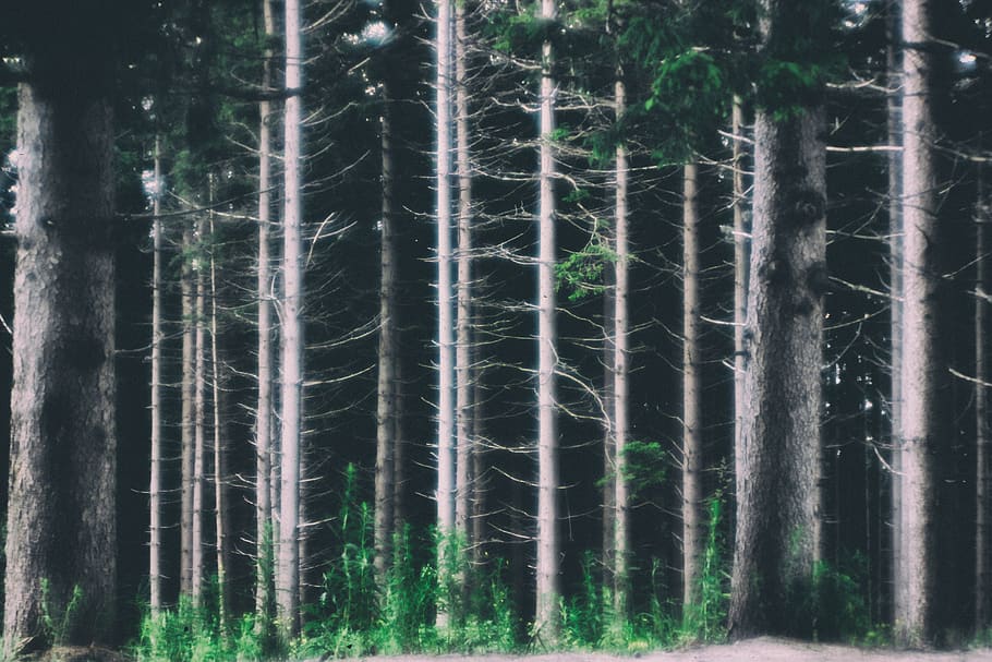 forest, trees, dead, plant, land, no people, growth, nature HD wallpaper