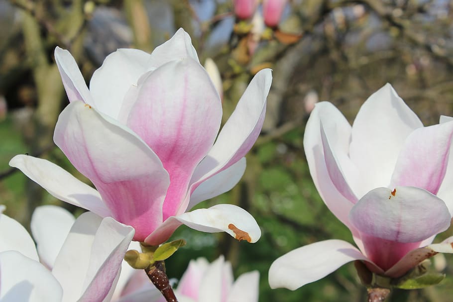 magnolia, white, spring, frühlingsblüher, garden, pink, flowering plant, HD wallpaper
