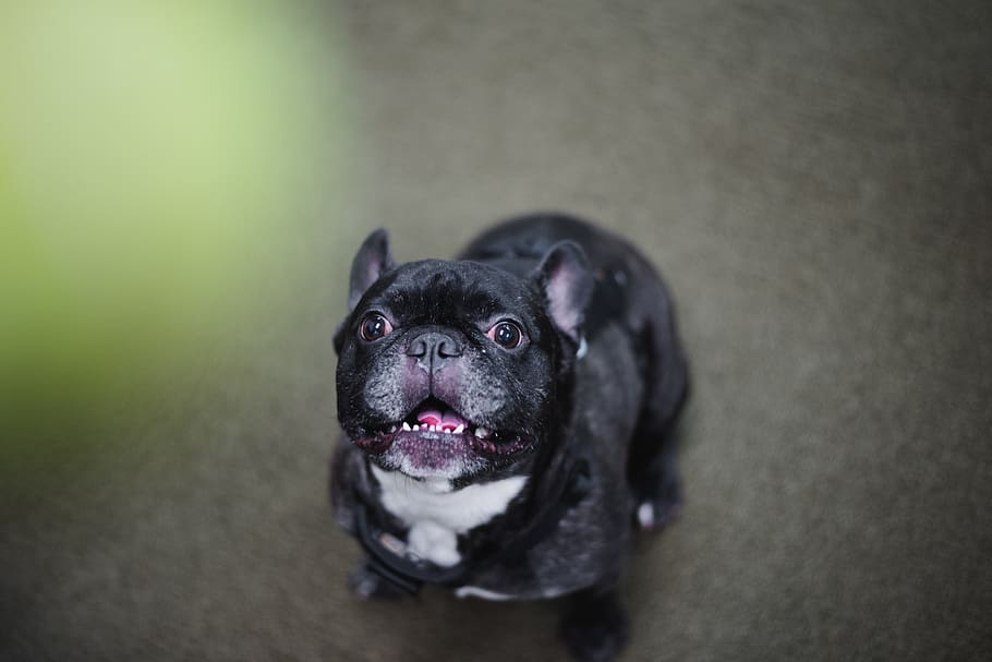 dog, canine, one animal, pets, domestic, domestic animals, animal themes HD wallpaper