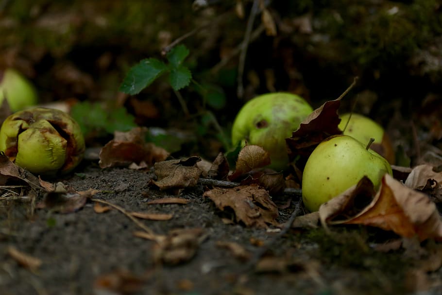 apple, selective focus, food, land, food and drink, close-up HD wallpaper