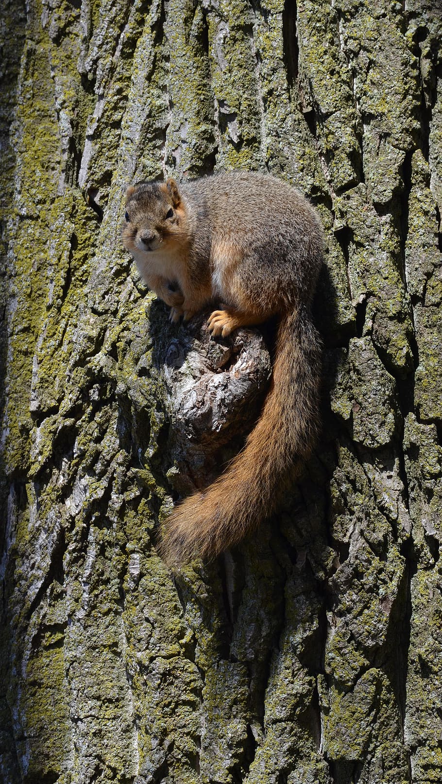 squirrel, rodent, cute, animal, nature, wildlife, furry, foraging HD wallpaper
