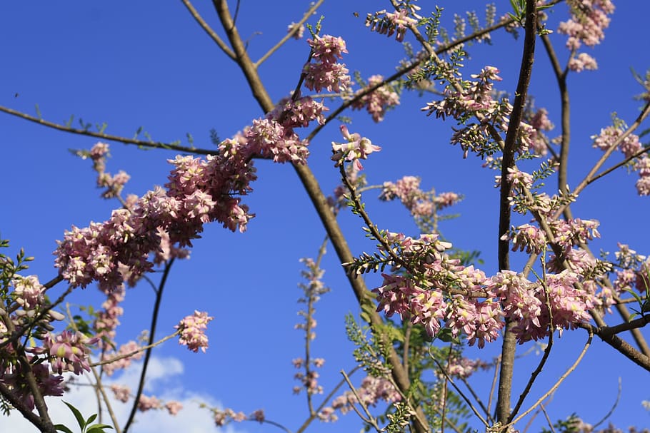 nature, flowers, plant, flowering plant, tree, growth, fragility HD wallpaper