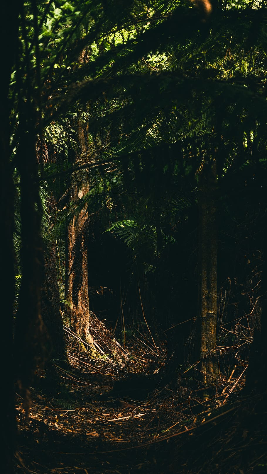 sunlight through tree, plant, forest, land, growth, nature, tranquility HD wallpaper
