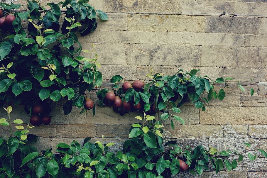 pear tree, nature, growth, leaf, plant part, freshness, food and drink HD wallpaper