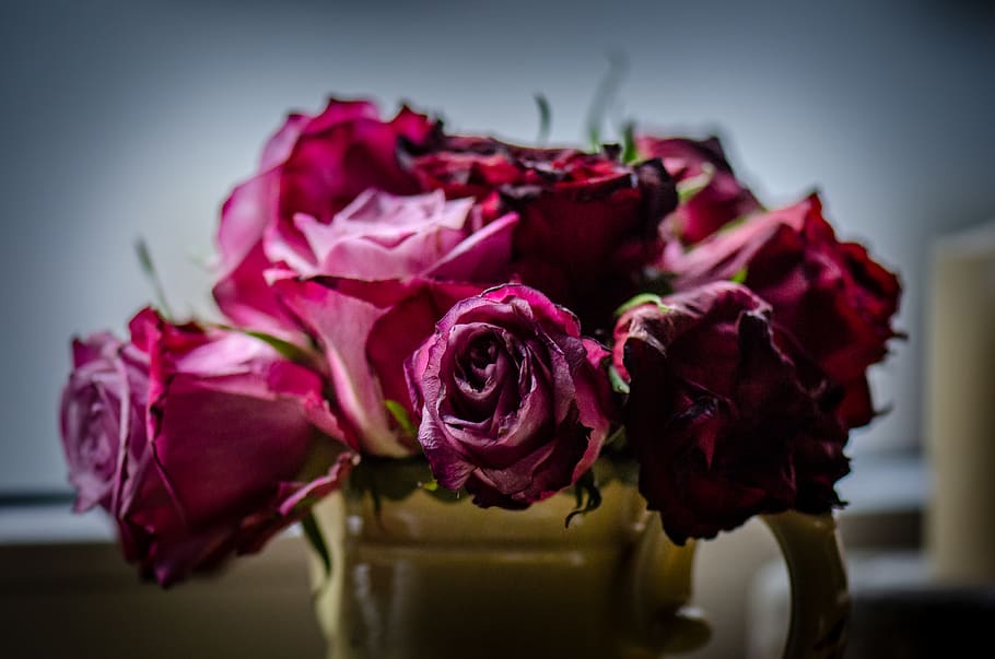 rose, pink, red, rotten, old, window, vase, bunch of flowers HD wallpaper