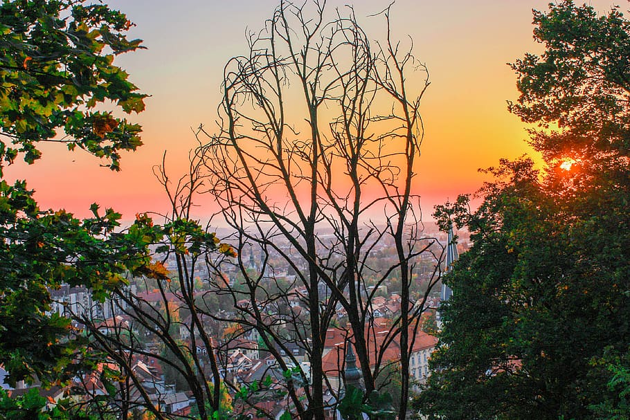 Silhouette Of Trees During Sunset, branches, buildings, city HD wallpaper