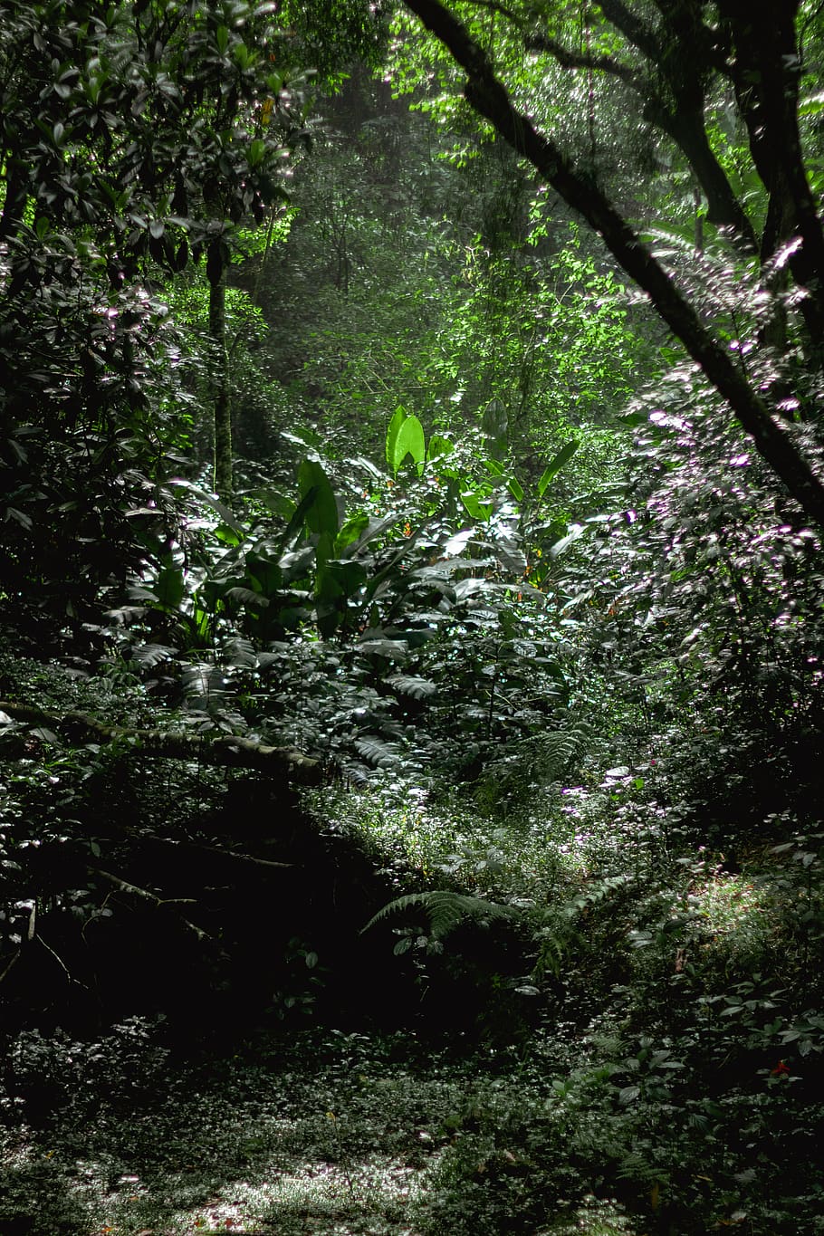plant, vegetation, nature, tree, outdoors, rainforest, land HD wallpaper