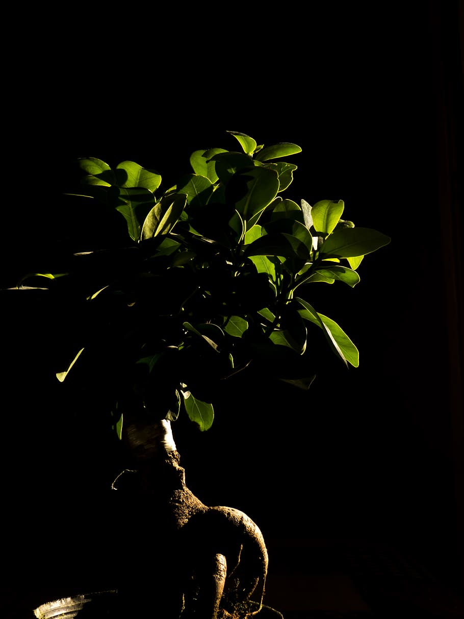bonsai, trees, lighting, decor, plant part, leaf, growth, nature HD wallpaper