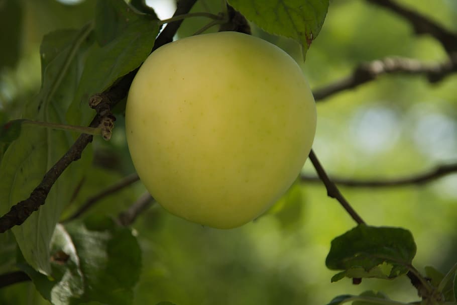 apple, tree, fruit, summer, greens, fresh, harvest, healthy eating HD wallpaper