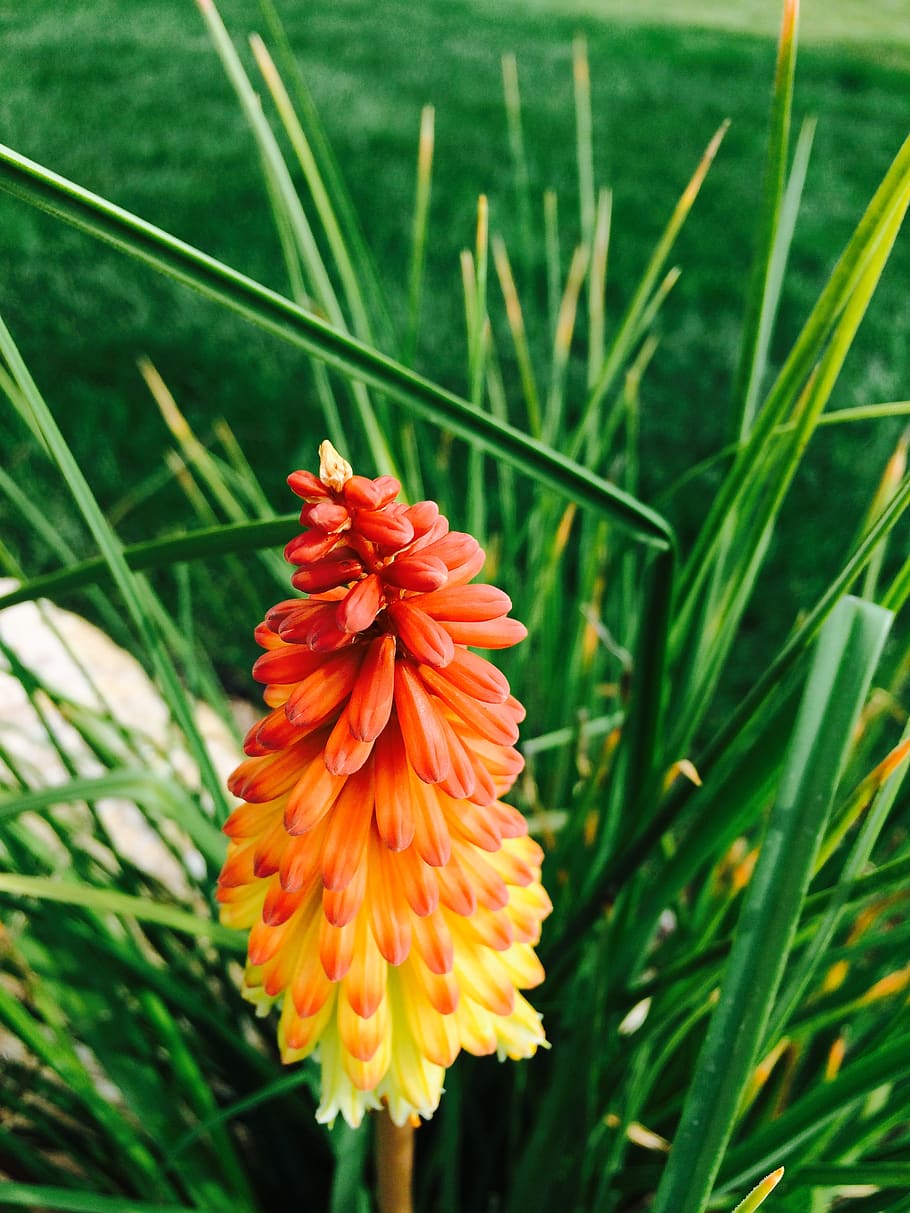 flower, texture, plant, flowering plant, growth, fragility HD wallpaper