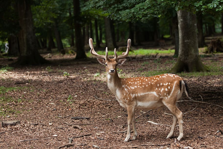 forest, fallow deer, antler, nature, animal, male, animal wildlife HD wallpaper