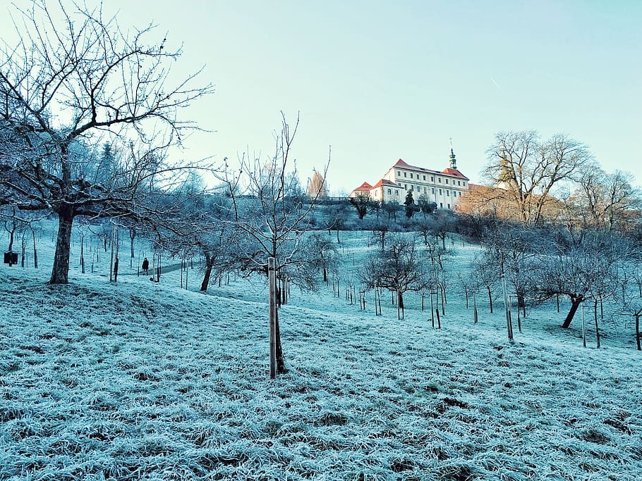 prague, czechia, grass, ice, snow, landscape, frost, winter HD wallpaper
