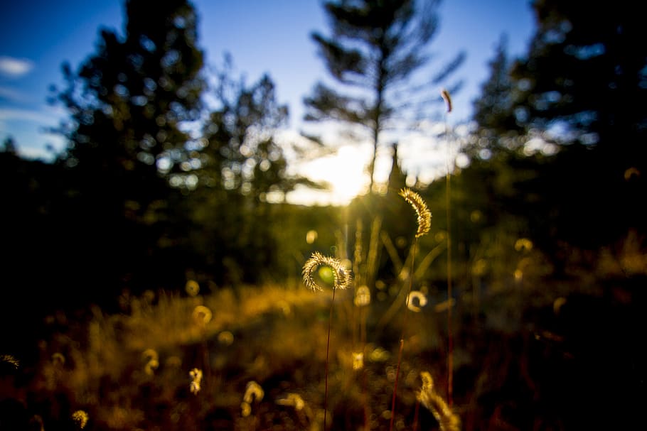 flare, light, plant, sunlight, grass, vegetation, outdoors HD wallpaper